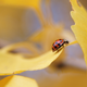 Image for article titled Shooting Challenge Free For All Gallery 1